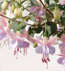 Angel Earrings Mauve Fuchsia Plant Fuchsia Flowers Fuchsia Plant Fuchsia Flower