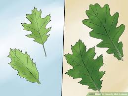 3 Ways To Identify Oak Leaves Wikihow