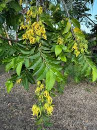 Image result for Cananga