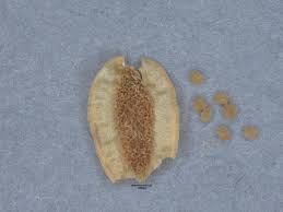 Image result for Lindernia conferta