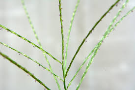 Image result for Aristida stenostachya