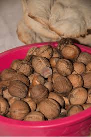 Image result for Juglandaceae