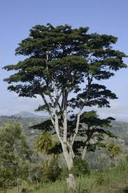 Image result for Albizia tanganyicensis