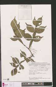 Image result for Citropsis