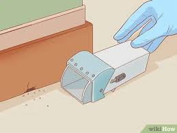 3 Ways To Get Rid Of Mice Wikihow