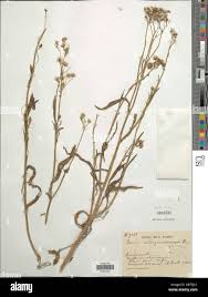 Image result for Senecio madagascariensis