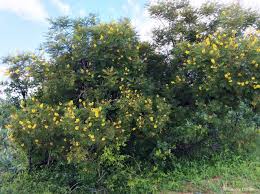 Image result for Peltophorum africanum