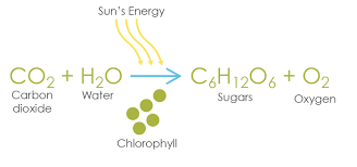 Photosynthesis Equation Life Processes Class 10 Notes Photosynthesis Photosynthesis Notes High Schools Photosynthesis Notes