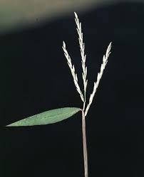 Image result for Microstegium