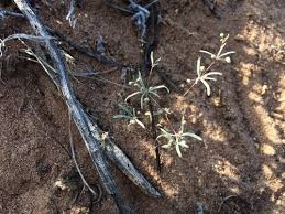 Image result for Hypertelis cerviana