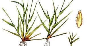 Mar 22, 2021 · 7 manfaat senam aerobik bagi kesehatan tubuh. Rumput Grinting Cynodon Dactylon Bertahan Dan Menyebar Dengan Luar Biasa Anton Sutrisno