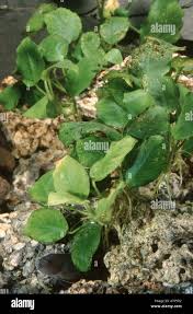 Image result for Orthopichonia barteri