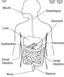 Anatomically, the digestive system is formed from the alimentary canal which includes the mouth, stomach, esophagus, small intestine. Draw A Neatly Labelled Diagramhuman Digestive Systems Brainly In