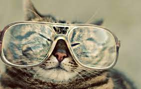 Each time you click on the + for a new tab, there will be a different cat, occasionally wearing new items. Funny Cat Wallpapers Funny Cat Stock Photos