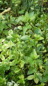 Schokoladenminze Minze Pflanzen Schokolade