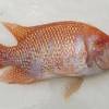 Ikan ini sangat cantik dan berkepribadian menarik sehingga bisa menjadi hewan peliharaan yang hebat! 1
