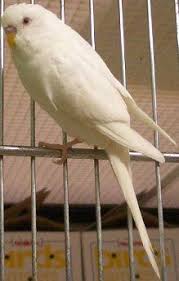 V Albino1 In 2020 Parakeet Budgies Parakeet Colors