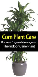 Dracaena Massangeana Mass Cane Plant Growing And Care Corn Plant Corn Plant Care Plants