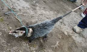 Didelphis Pernigra Wikipedia La Enciclopedia Libre Takes place in the dirty dawg times. didelphis pernigra wikipedia la