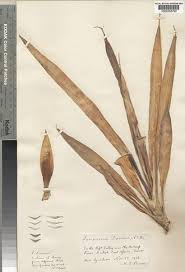 Image result for Sansevieria dooneri