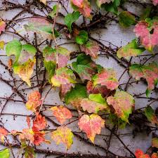 Image result for Parthenocissus