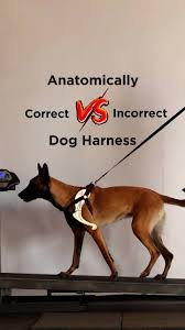 Image result for invalid dog wheelset