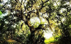 Image result for Alafia caudata