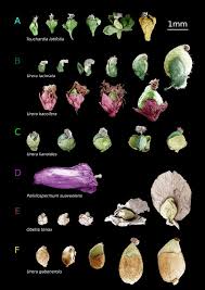 Image result for Scepocarpus hypselodendron