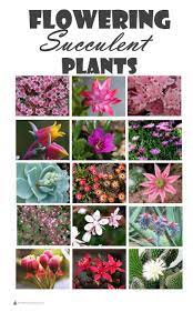 We did not find results for: Flowering Succulent Plants Not Just Interesting Plants Gorgeous Blooms Too Gardening Blooming Succulents Flowering Succulents Types Of Succulents Plants