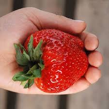 Maxim Strawberry Growing Strawberries Strawberry Strawberry Plants