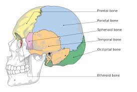 The roof of the nasal cavity is composed of the cribriform plate of the ethmoid bone and the sphenoid bone along with the nasal bones and the frontal bone. Ethmoid Bone Wikipedia