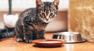 100 facts about cats that you should read right meow the fact site cat facts cats cat dishes