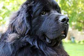 Dog Pictures Cute Funny Pictures Of Dogs Dog Pictures Newfoundland Dog Funny Dog Pictures