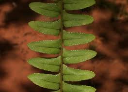 Image result for Cyathea mossambicensis