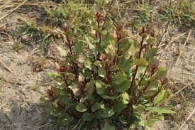 Image result for Fadogia fuchsioides