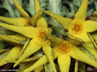 Image result for Orbea maculata