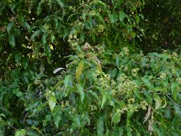 Image result for Syzygium niassense