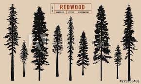 Fossil records also indicate that the species is among the most ancient of trees; Redwood Tree Silhouette Vector Illustration Hand Drawn In 2021 Tree Silhouette Redwood Tree Silhouette Silhouette Vector