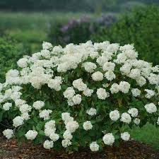 Image result for Alloteropsis paniculata