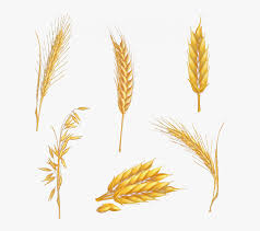 Translations of the word espigas from spanish to english and examples of the use of espigas in a sentence with their translations: Clip Art Transprent Png Espigas De Trigo Hd Transparent Png Kindpng