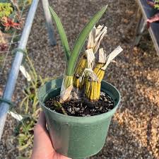 Image result for Eulophia petersii