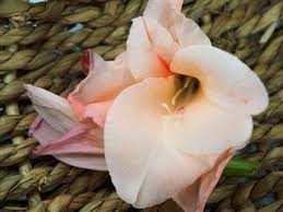 Grafted plants can revert back to their rootstock, stress from transplanting or being left in ground too long (bulbs), seedlings which produce differently than parent, age of plant (likely the case with yours) can cause faded flowers or yellow/white blooms, soil ph, and mutations. How To Transplant A Gladiolus In 7 Simple Steps Gardenerdy