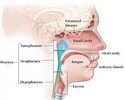 Learn more about head and neck anatomy, including the top part of the skeleton, muscles, and more with our digital flashcards. Anatomy Of Head And Neck Cancer Download Scientific Diagram