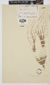 Image result for Trichopteryx marungensis