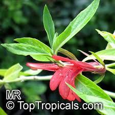 Image result for Justicia sp. A cf. engleriana