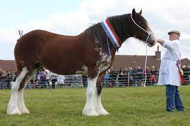 Find the best clydesdale horses wallpaper on getwallpapers. Horses Round Two A Clydesdale Match Up The Orcadian Online