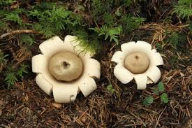 Jun 24, 2021 · garden furniture is exposed to the elements and it needs cleaning from time to time to keep it looking its best. Weird And Wonderful Mushrooms Bloom After Damp Summer Heraldscotland