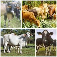 Anak paling kecil di keluarga; Lembu Betina Esains Dot Com