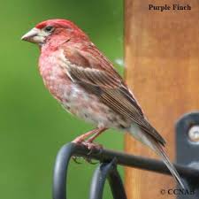 Birds With Red On Their Heads Red Birds Birds By Colour Red Bird Pictures Birds Red Birds Birds Of Georgia Bird Pictures