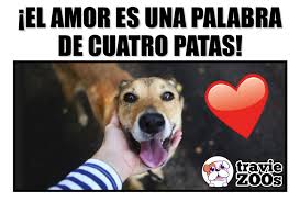 Cuatro Letras Cuatro Patas Amor Memes Space Stars